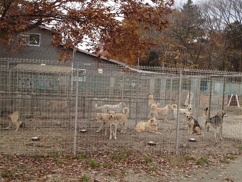 DSC_1337_copy_800x600