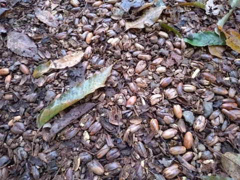 20251103_065545_copy_800x600