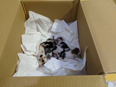 1616450037590_copy_800x600