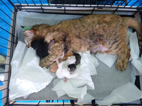 20230405_081244_copy_800x600