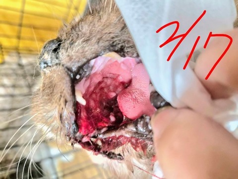 1771727907384~3_copy_800x600