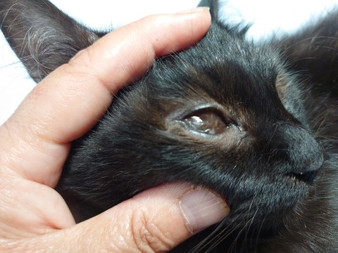 DSC_0353_copy_800x600