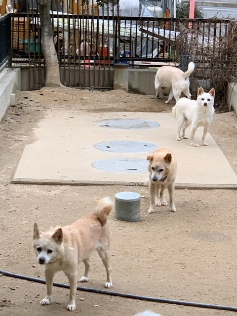 1585266673290_copy_600x800