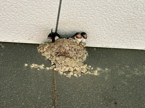 1761851927322_copy_738x554