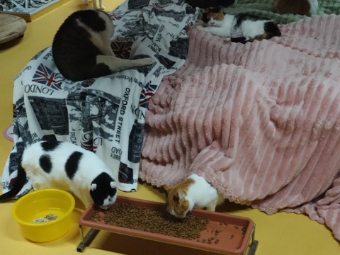 20260203_182245_copy_800x600