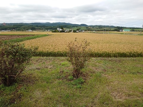 DSC_0340_copy_800x600