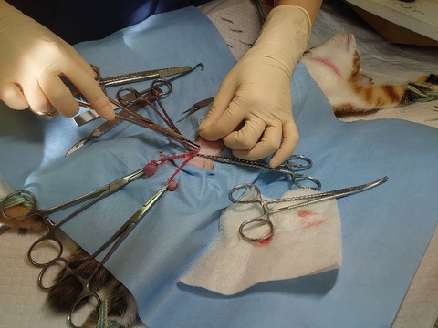 DSC_1659_copy_800x600