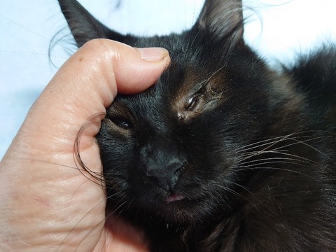 DSC_0352_copy_800x600