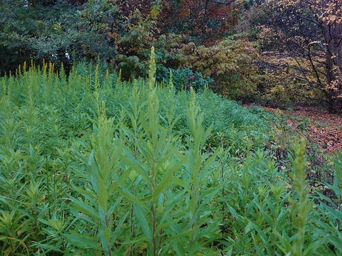 DSC_1889_copy_800x600