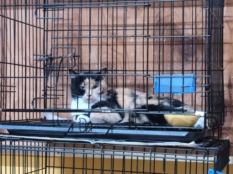 20260211_093226_copy_800x600