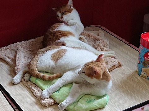 DSC_5403_copy_800x600