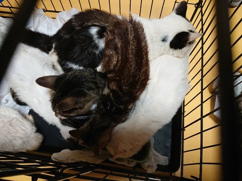 DSC_6350_copy_800x600