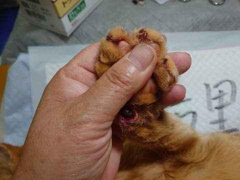 DSC_1652_copy_800x600