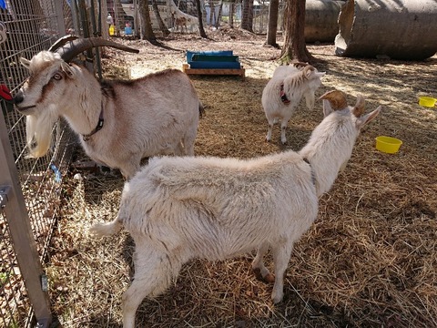 DSC_6487_copy_800x600