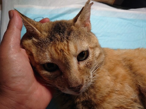 DSC_0228_copy_800x600