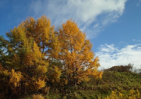 DSC_1894_copy_800x562