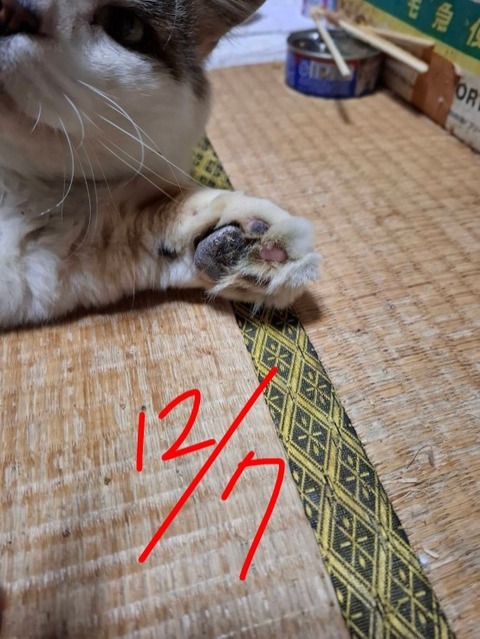 1765443912788~2_copy_554x738