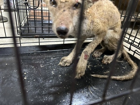 1758632352796_copy_738x554