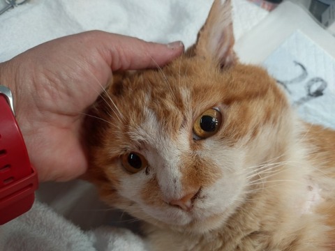 20260120_153933_copy_800x600