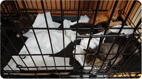 DSC_0645