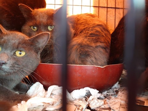 DSC_0296_copy_800x600