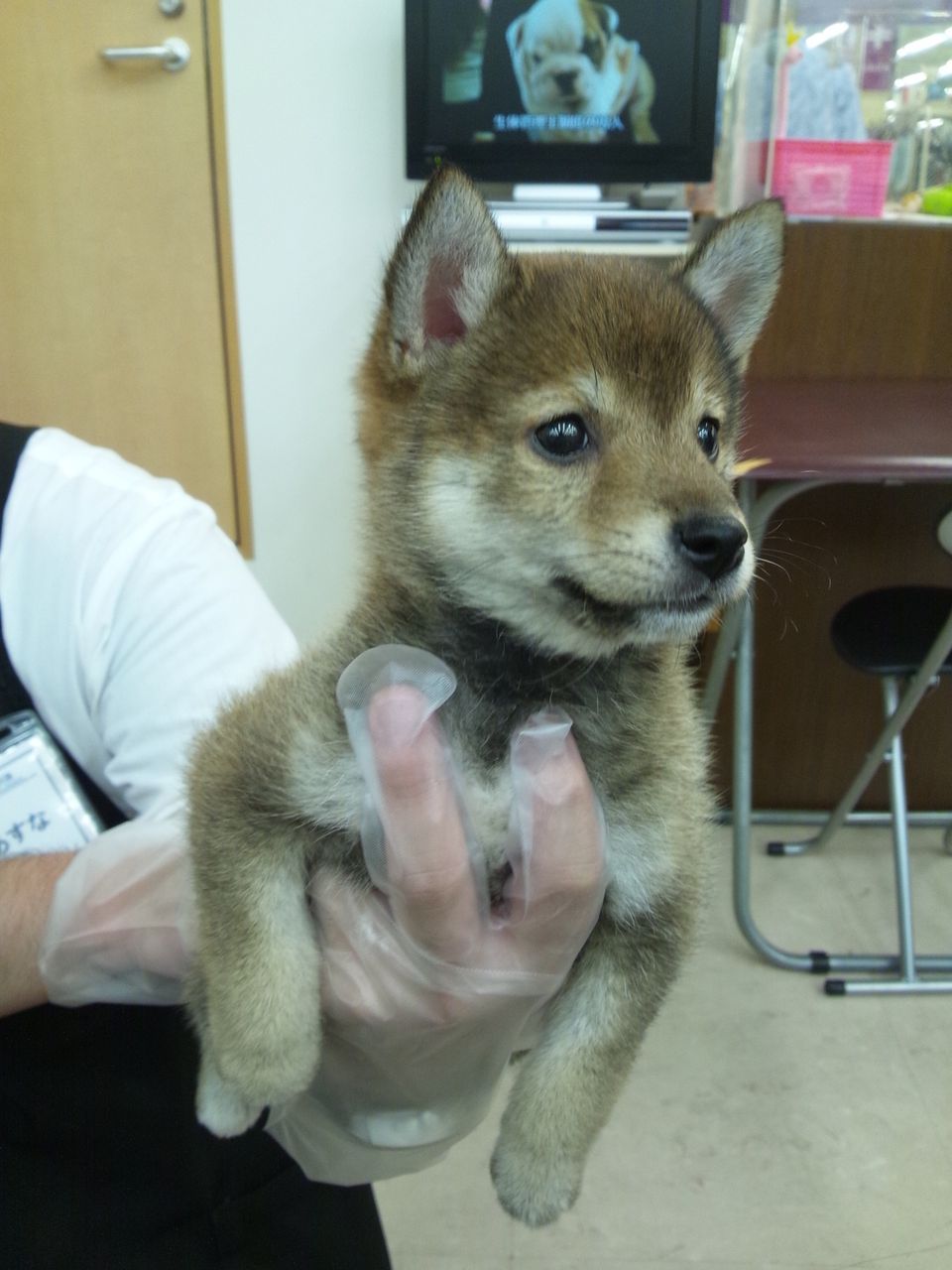 胡麻毛・胡麻柴！？毛色「赤」って血統書には書いてあるけど、どひゃっ : 柴犬のきもち/ ミルキーのブログ