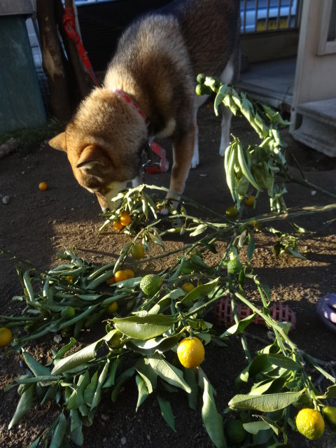 犬ごはん 作り置き野菜煮に だし粉 をふりかけ キンカンが好き 柴犬のきもち ミルキーのブログ 犬ごはん 作り置き野菜煮に だし粉 をふりかけ キンカンが好き 柴犬のきもち ミルキーのブログ
