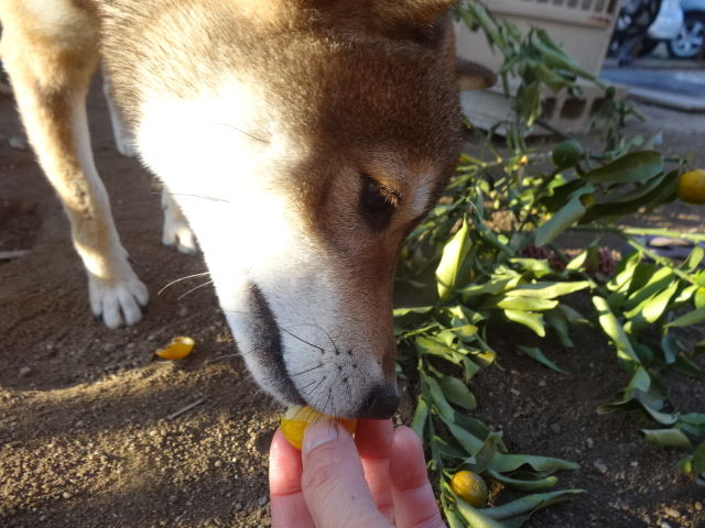 犬ごはん 作り置き野菜煮に だし粉 をふりかけ キンカンが好き 柴犬のきもち ミルキーのブログ 犬ごはん 作り置き野菜煮に だし粉 をふりかけ キンカンが好き 柴犬のきもち ミルキーのブログ