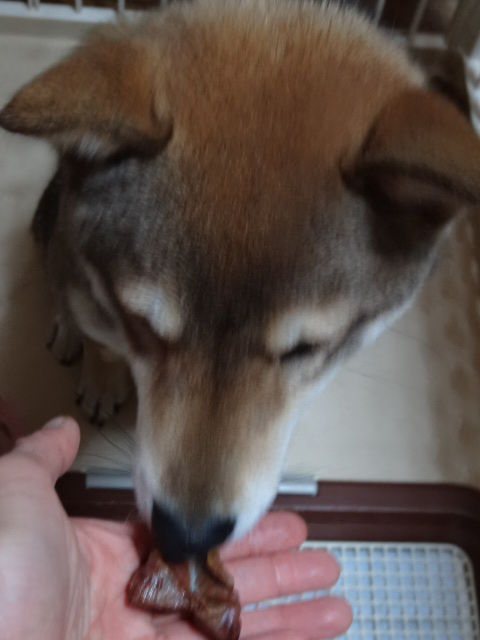 犬ごはん 砂肝おやつ オーブンでジャーキーしてみた 柴犬のきもち ミルキーのブログ 犬ごはん 砂肝おやつ オーブンでジャーキーしてみた 柴犬のきもち ミルキーのブログ