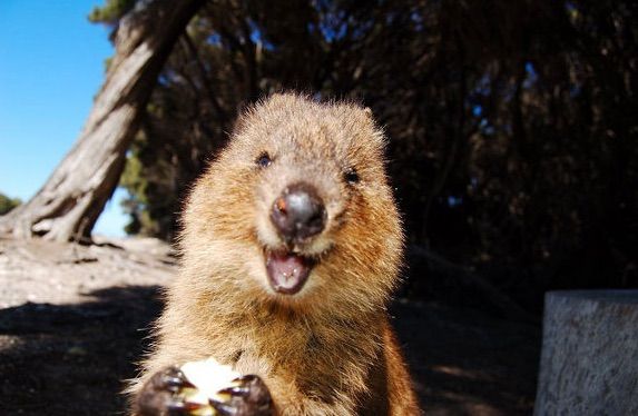 クアッカワラビー Mダックスフンド いっぺい君日和 うちの子がいちばんかわいい クアッカワラビー Mダックスフンド いっぺい君日和 うちの子がいちばんかわいい