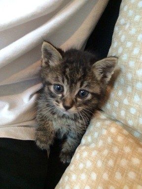 犬達のsos 記事編 助けたはずが私達のセラピードッグやセラピーキャットに