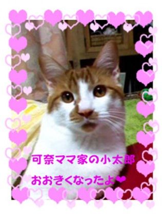 愛媛県松山市保健所野犬捕獲課とは得 獣医の醜い保身と脅し ミーママとの電話 犬達のsos愛猫写真２０１１年１１月１６日22 25 犬達のsos 記事 バックナンバー編