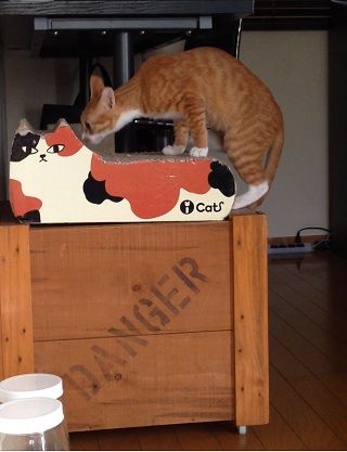 犬達のsos 記事編 助けたはずが私達のセラピードッグやセラピーキャットに