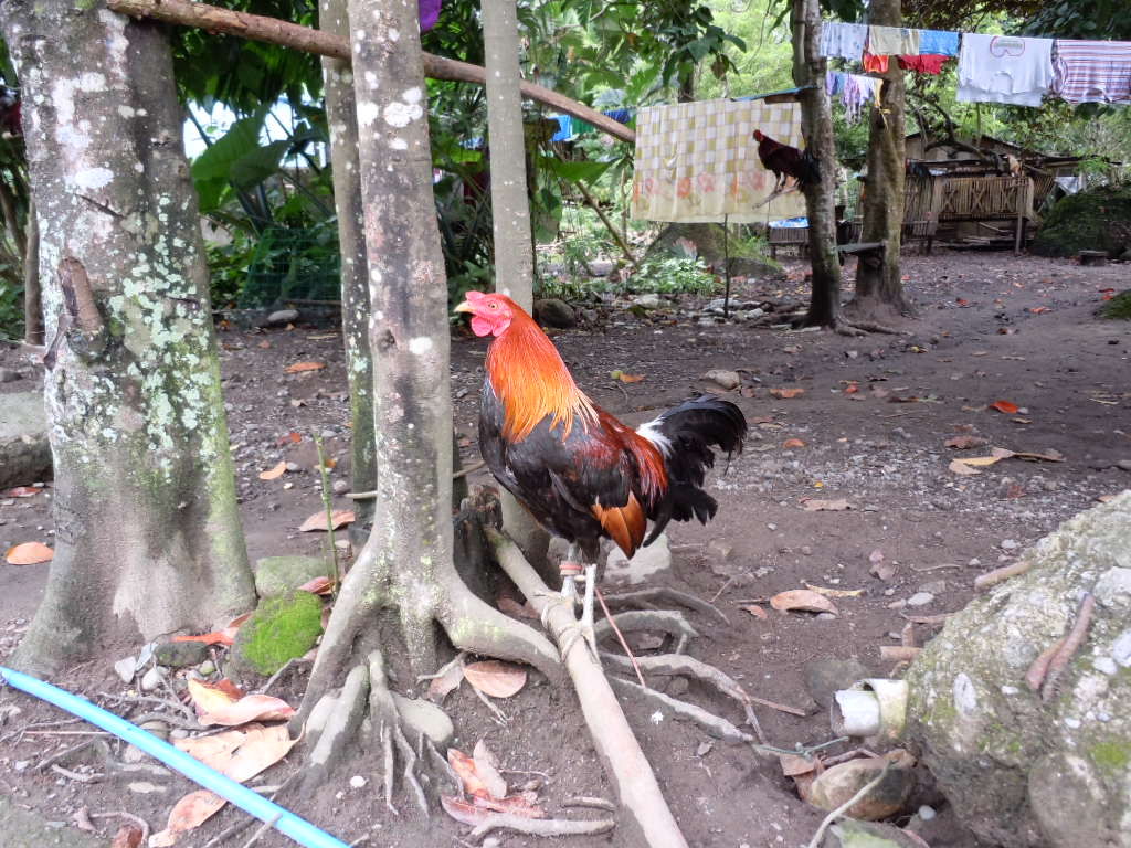 闘鶏 がんこじじいの気楽な その後 の人生 闘鶏 がんこじじいの気楽な その後 の人生