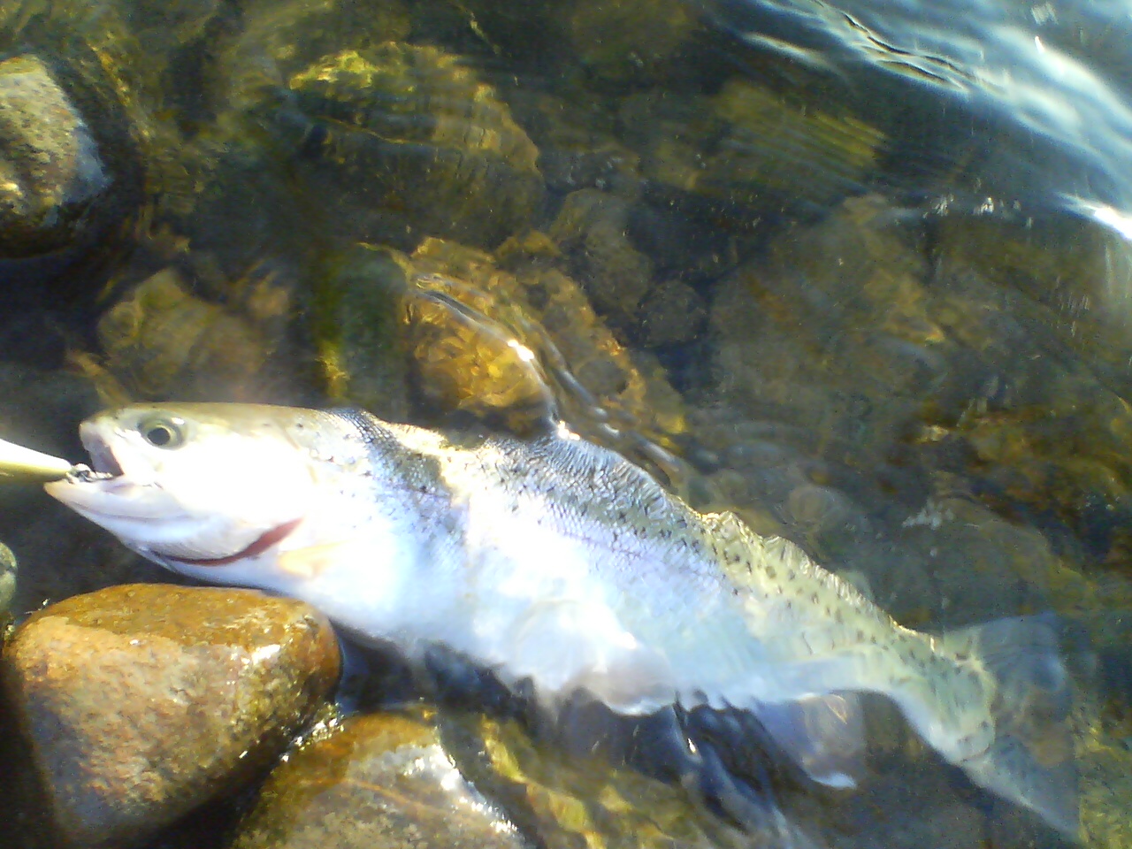 漁協塩沢支部主催 ニジマス釣り大会 A Trip And Lure Fishing