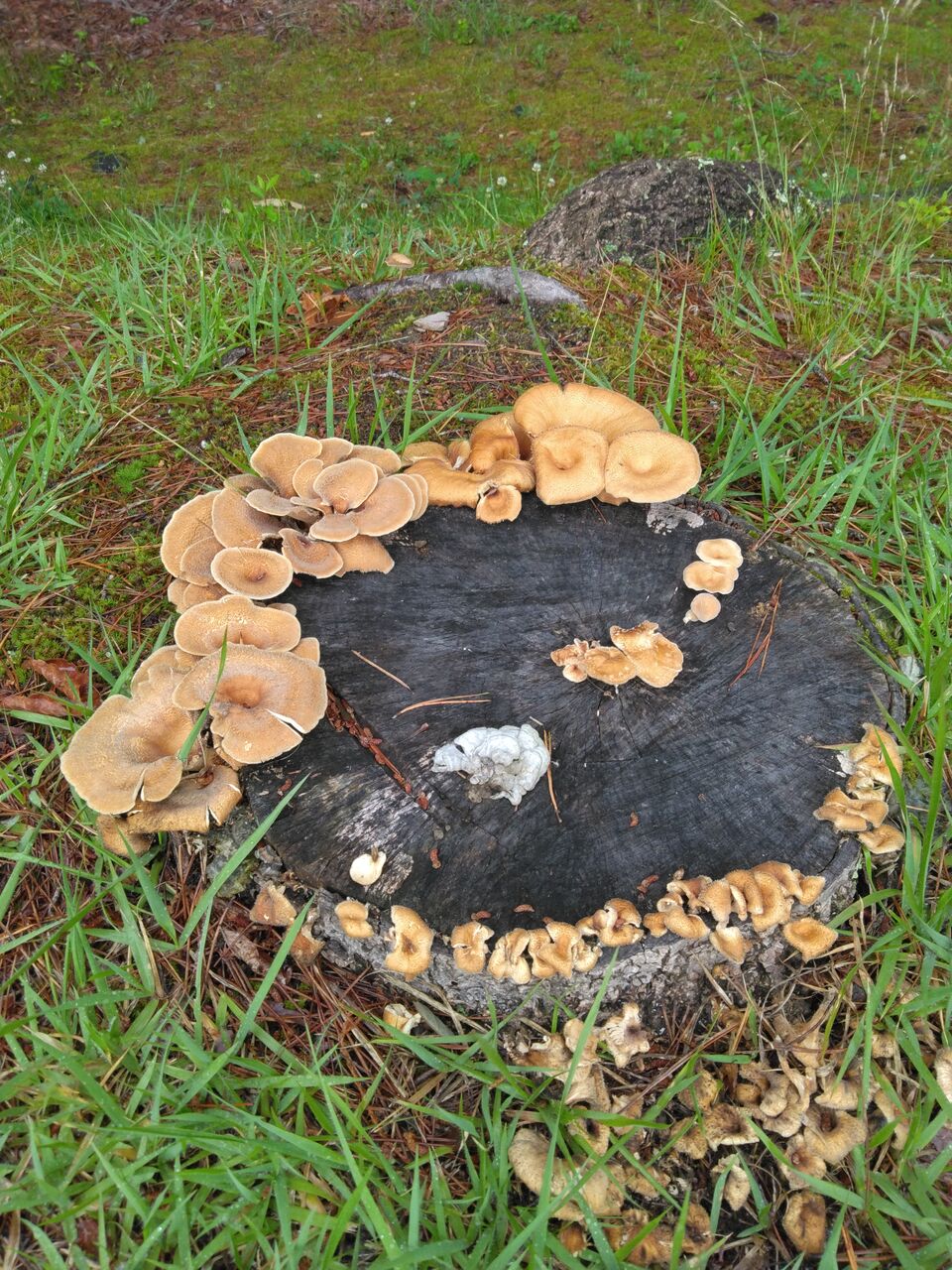 樹の切り株に群れるきのこたち : ベルデ軽井沢のブログ