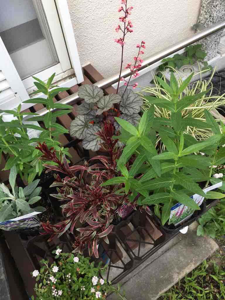 5 21購入したもの Nの庭