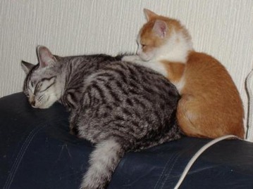 a060918catmassage