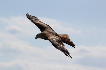 bird