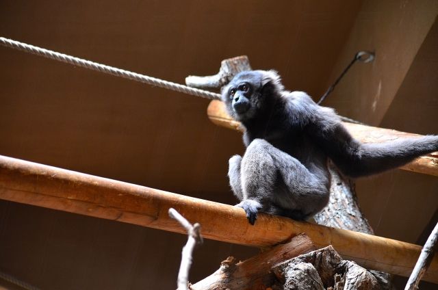 k131_monkey