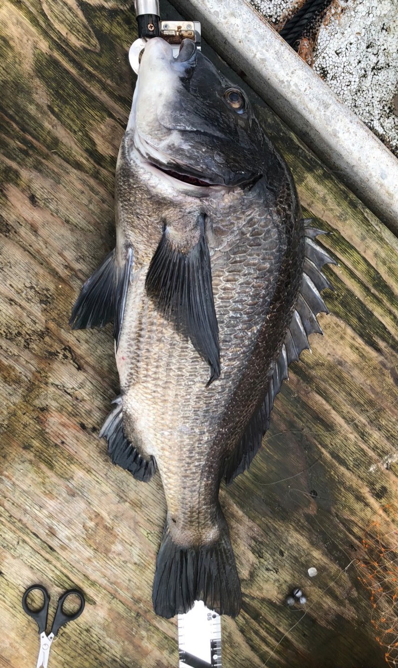 筏 五目　カセ　筏竿（チヌ釣最適）硬調１６５０ｍｍ　かかり釣り　チヌ　黒鯛