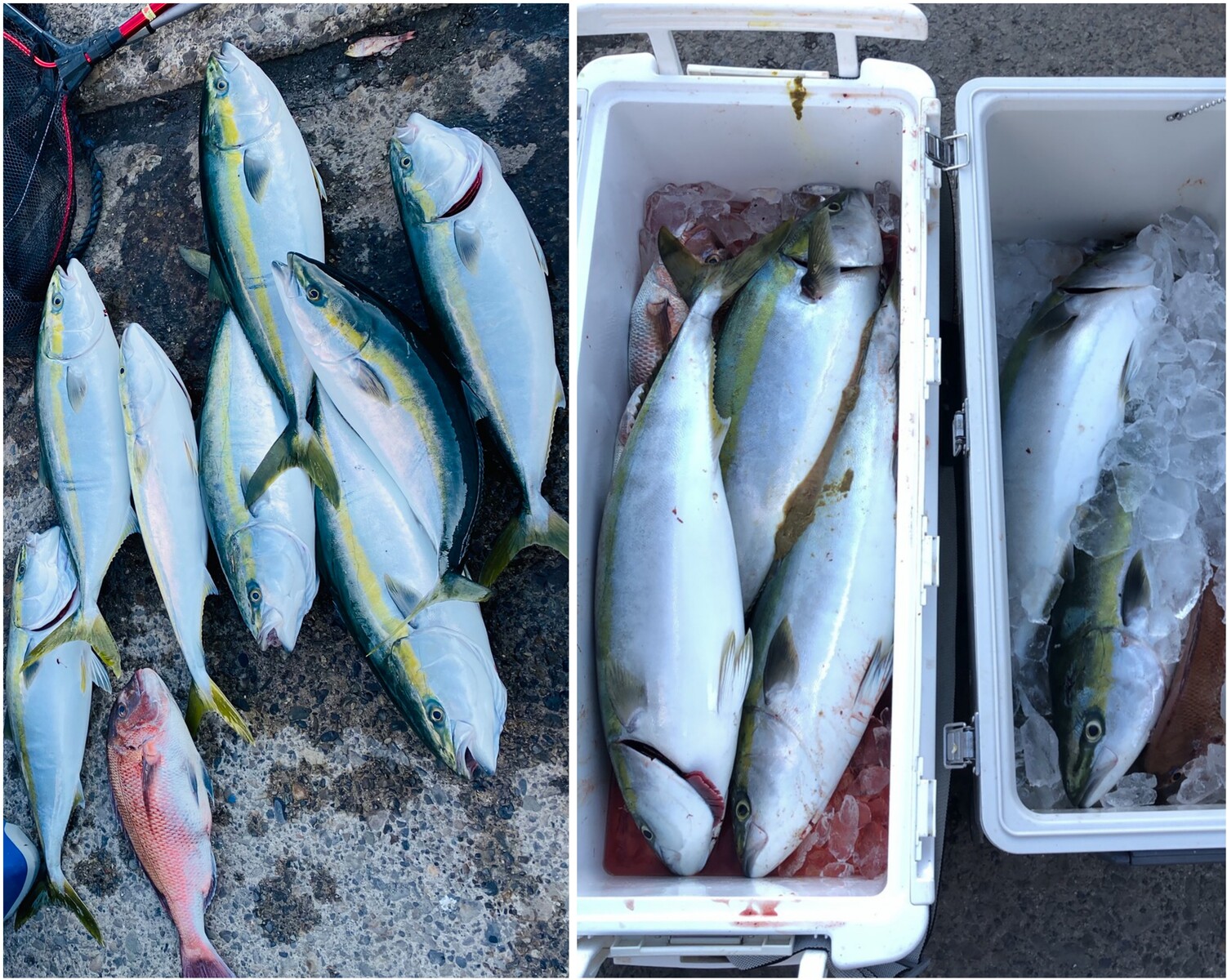 竿舞会no 107 須賀利ワラサ 三木浦真鯛 共に好調 筏 カセの短竿大型五目釣り １１月後半戦episode 東紀州 短竿大型五目 竿舞会