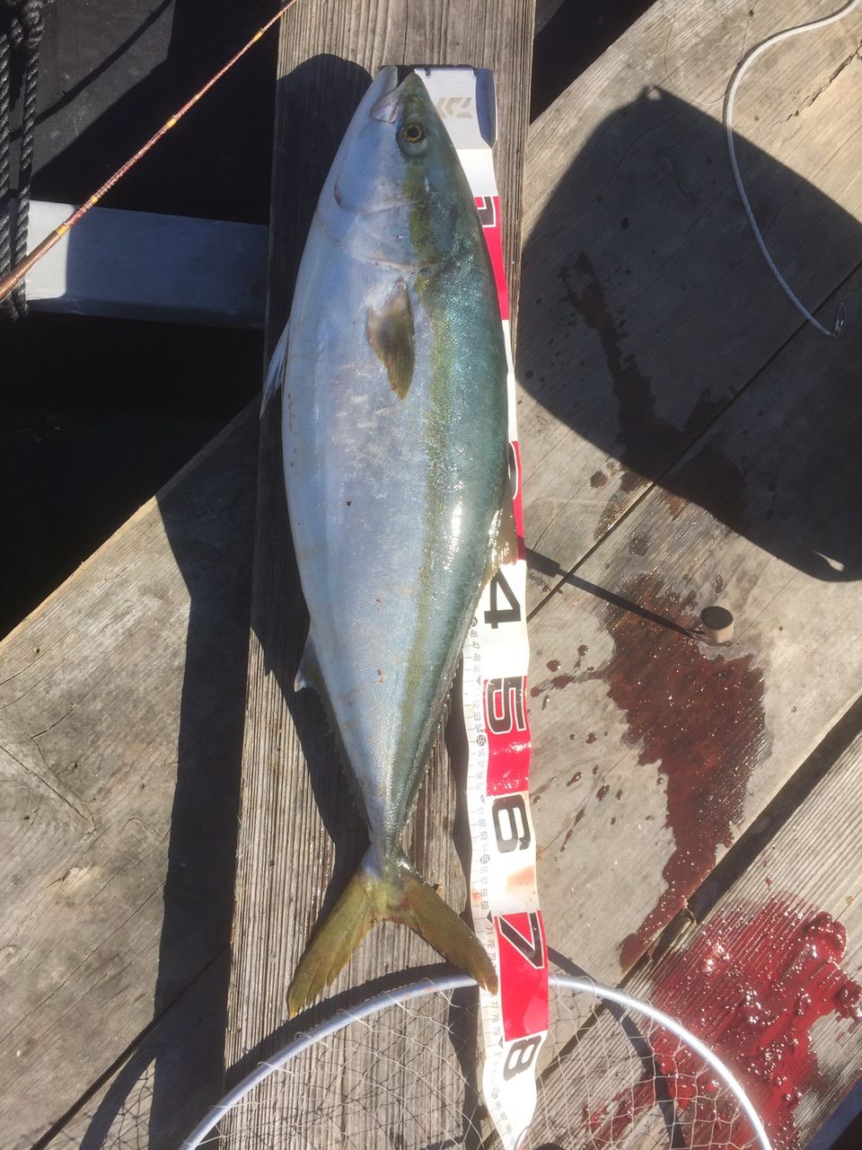 No 104 引本 三重県某所 青物 真鯛釣り 東紀州 短竿大型五目 竿舞会 No 104 引本 三重県某所 青物 真鯛釣り 東紀州 短竿大型五目 竿舞会
