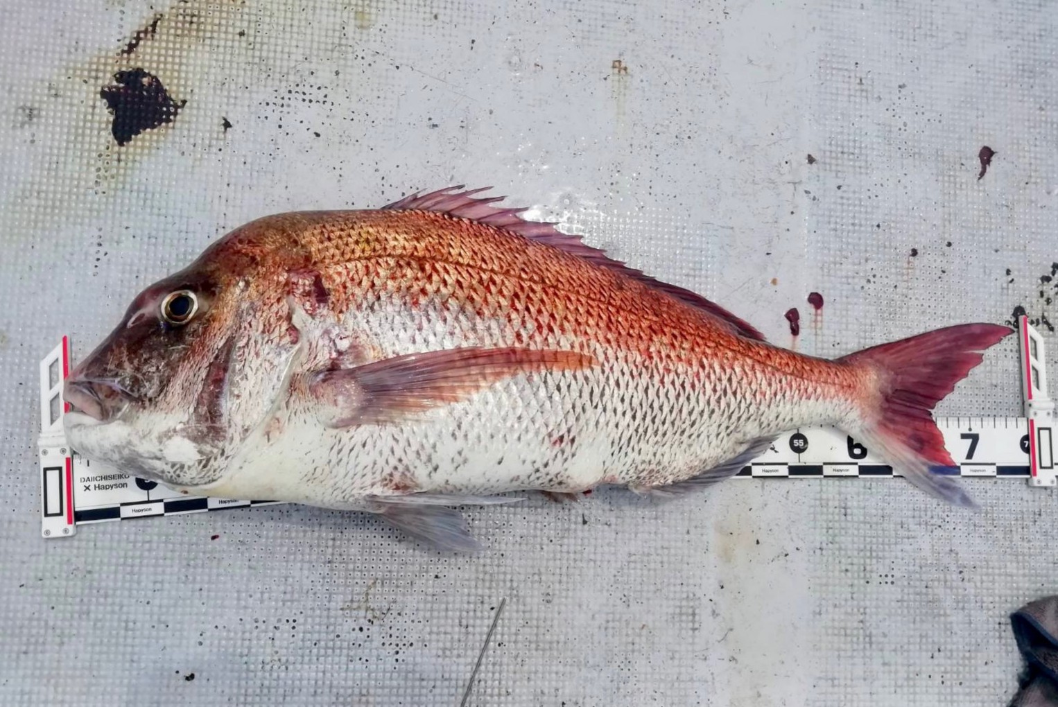 竿舞会no 126 自己記録更新おめでとう 筏 カセの短竿大型五目釣り 8月前半戦 筏 カセの短竿大型五目釣り 竿舞会no 126 自己記録更新おめでとう 筏 カセの短竿大型五目釣り 8月前半戦 筏 カセの短竿大型五目釣り