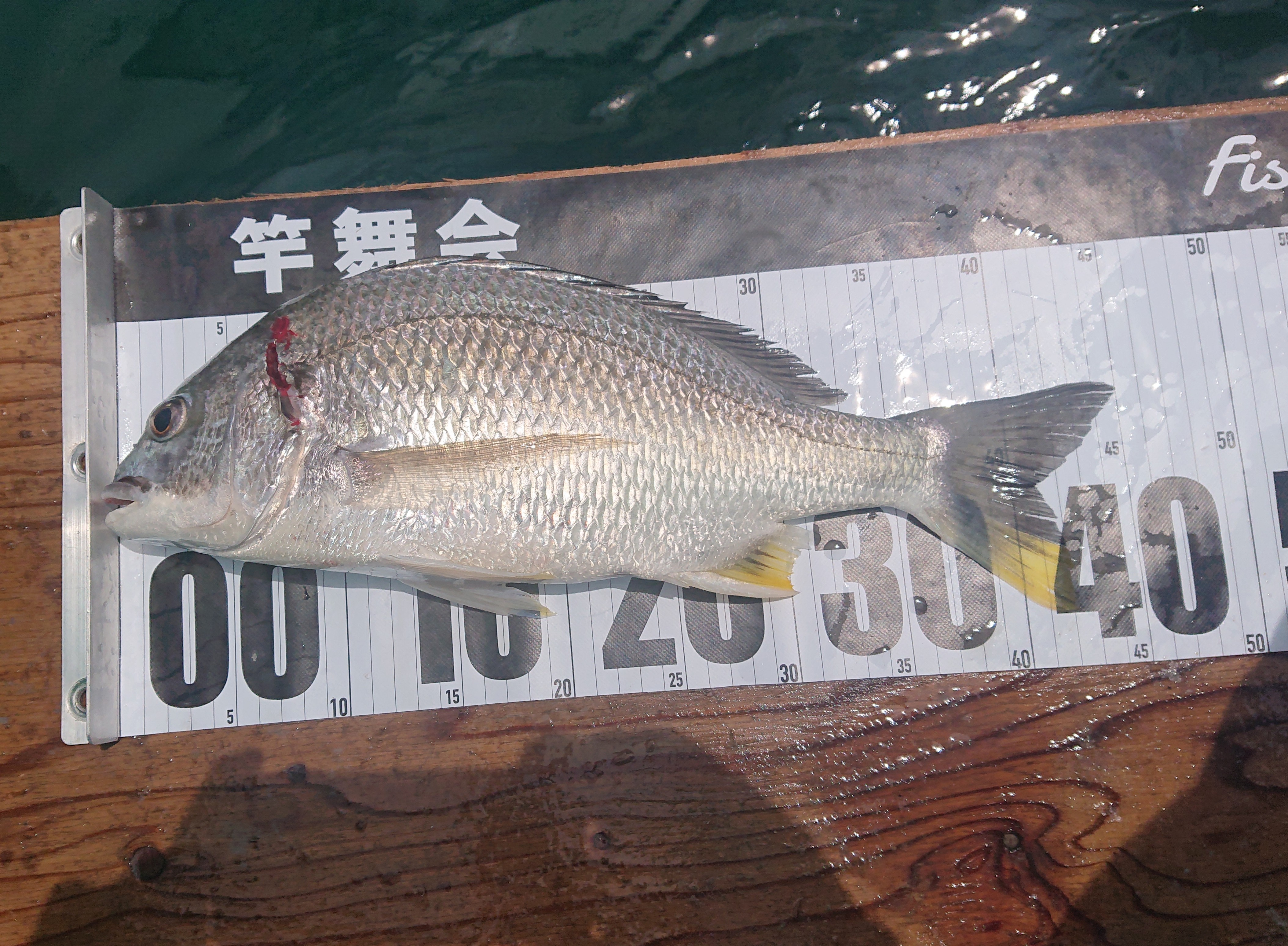 No 230 天満浦の新ポイントへ 筏 カセの短竿大型五目釣り 7月最終戦 筏 カセの短竿大型五目釣り No 230 天満浦の新ポイントへ 筏 カセの短竿大型五目釣り 7月最終戦 筏 カセの短竿大型五目釣り
