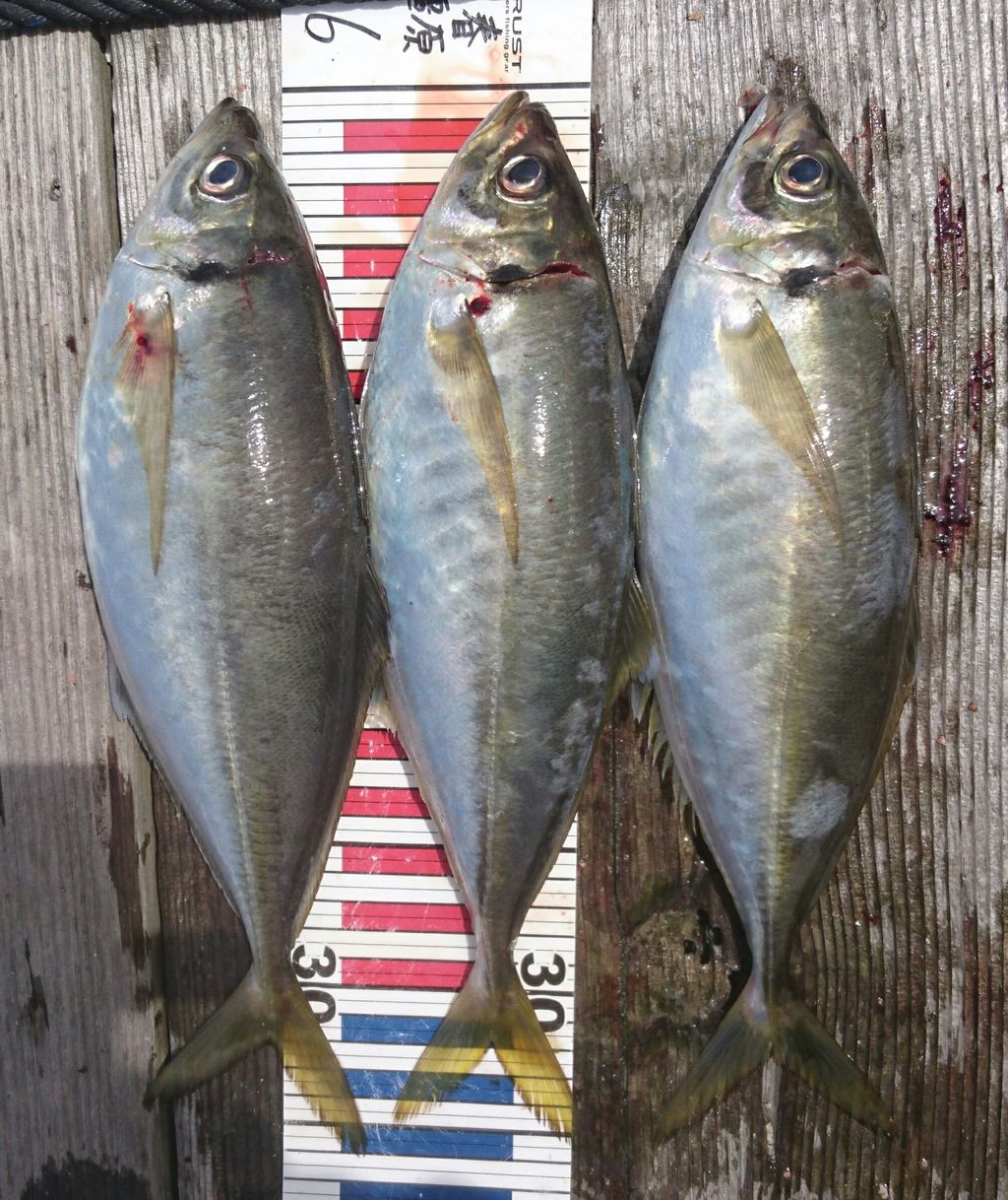 No.67 引本の真鯛、大アジ釣り(2日目貞丸さん編さ : 筏、カセの短竿 