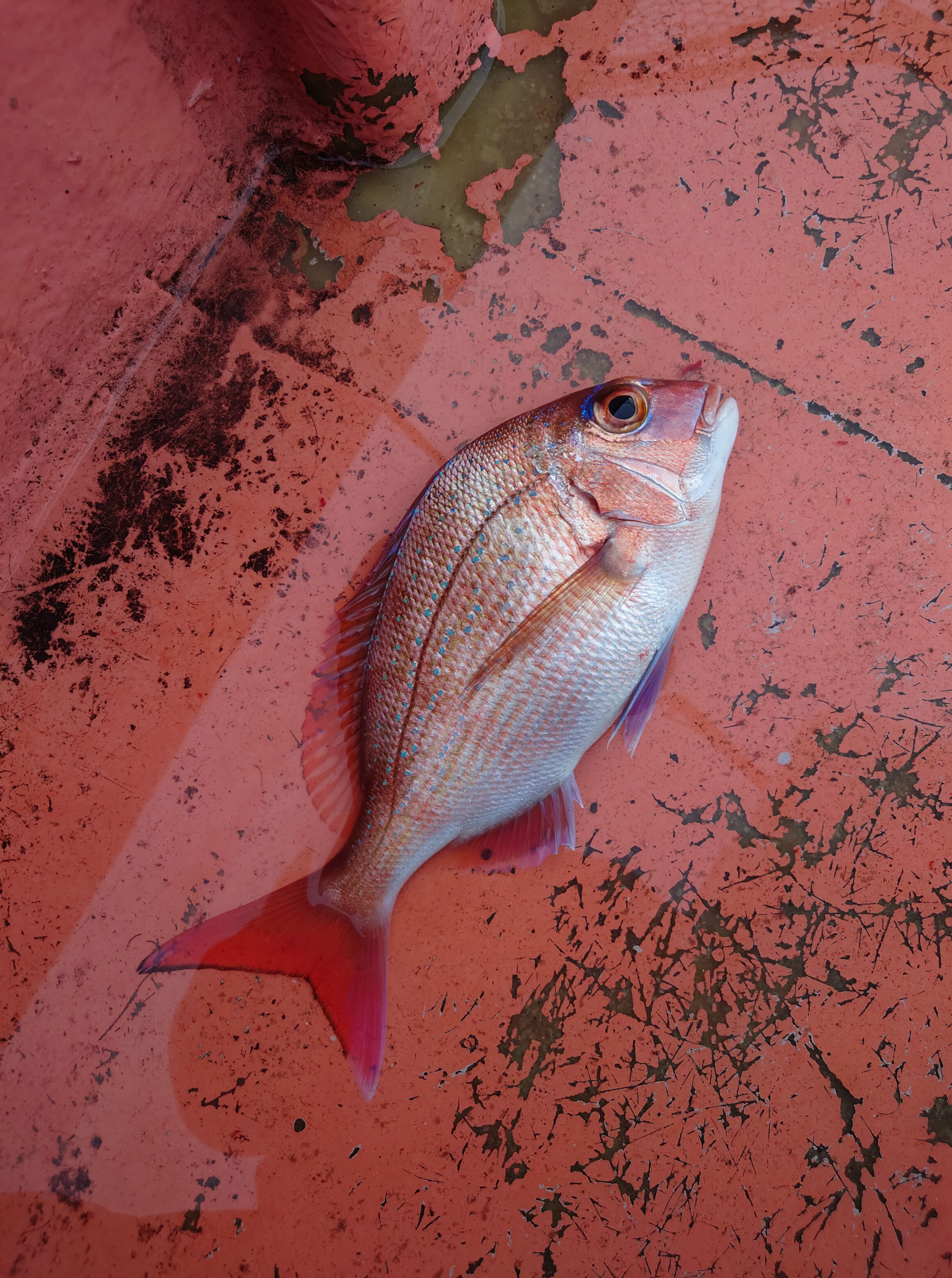 正しい切手の集め方 | 魚木五夫 |本 | 通販 | Amazon