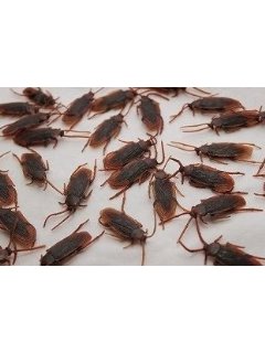 ゴーキー黒光り地球防衛軍 酒とﾜﾗwの日々
