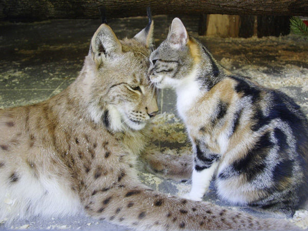 淡路島の イングランドの丘 では野良猫を排除する 殺処分する 方針がとられているそうだ 南あわじ市の市政と県病について