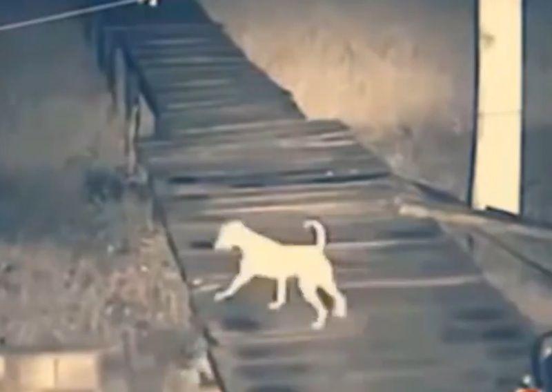 犬がいなくなった 監視カメラに 恐ろしい映像が Fbネタ速報 地下ver 犬がいなくなった 監視カメラに 恐ろしい映像が Fbネタ速報 地下ver